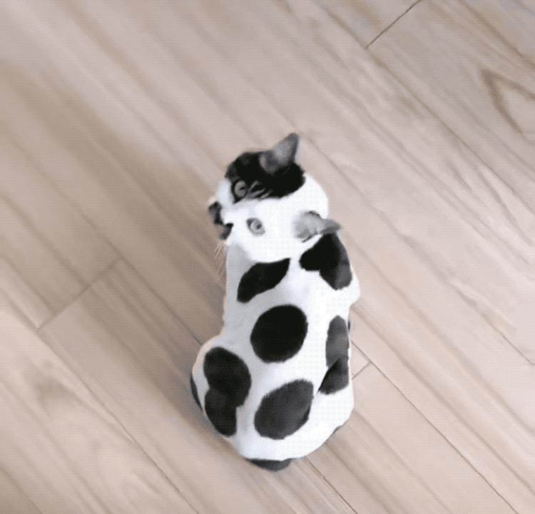 全球罕见足球猫冲上热搜，网友：指定染色！结果......哈哈哈哈