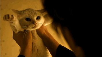 不要随便亲猫的后果,强行亲猫