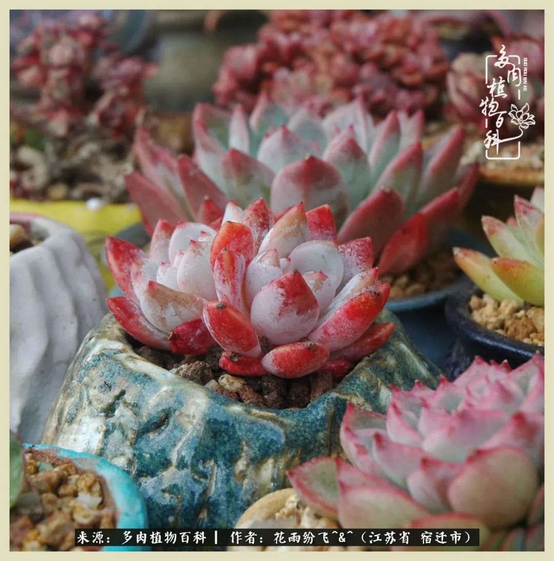 我家老臧：从反对到爱屋及乌的多肉守护人