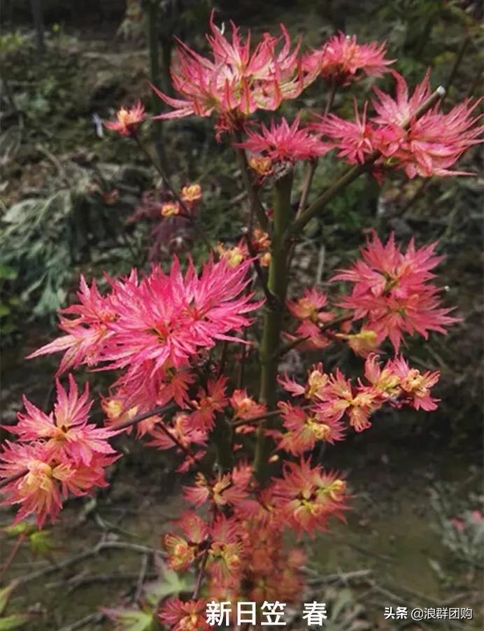 中式庭院藤类植物,枫树和紫藤