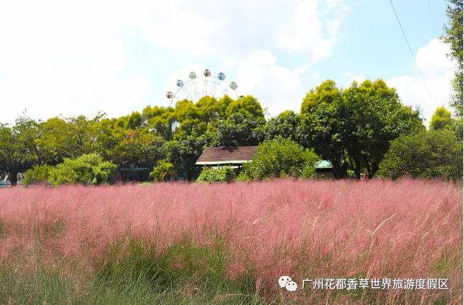 广州花海最新视频,广州花海大片蔚为壮观