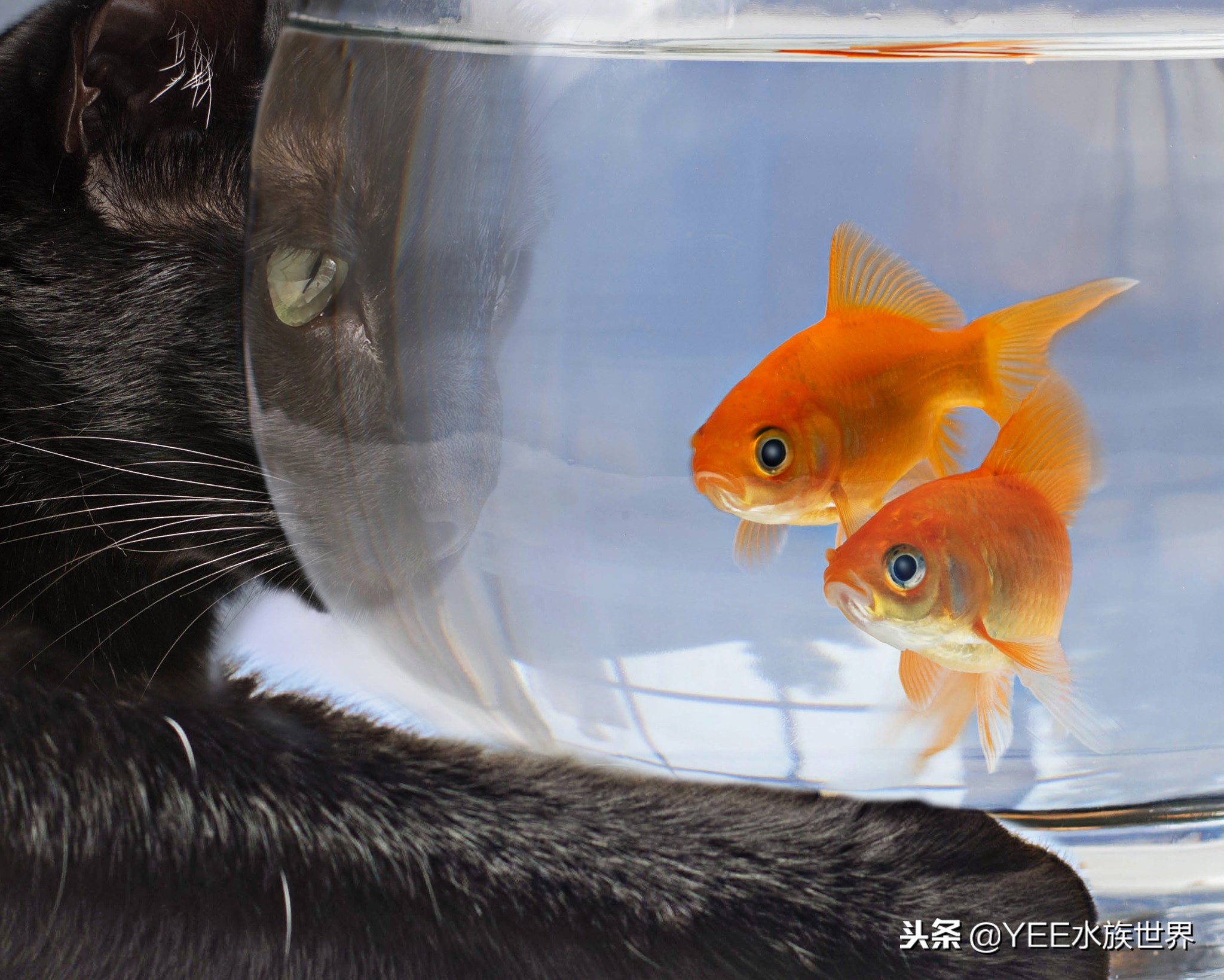 给鱼治病老是动怎么办,鱼外寄如何处理