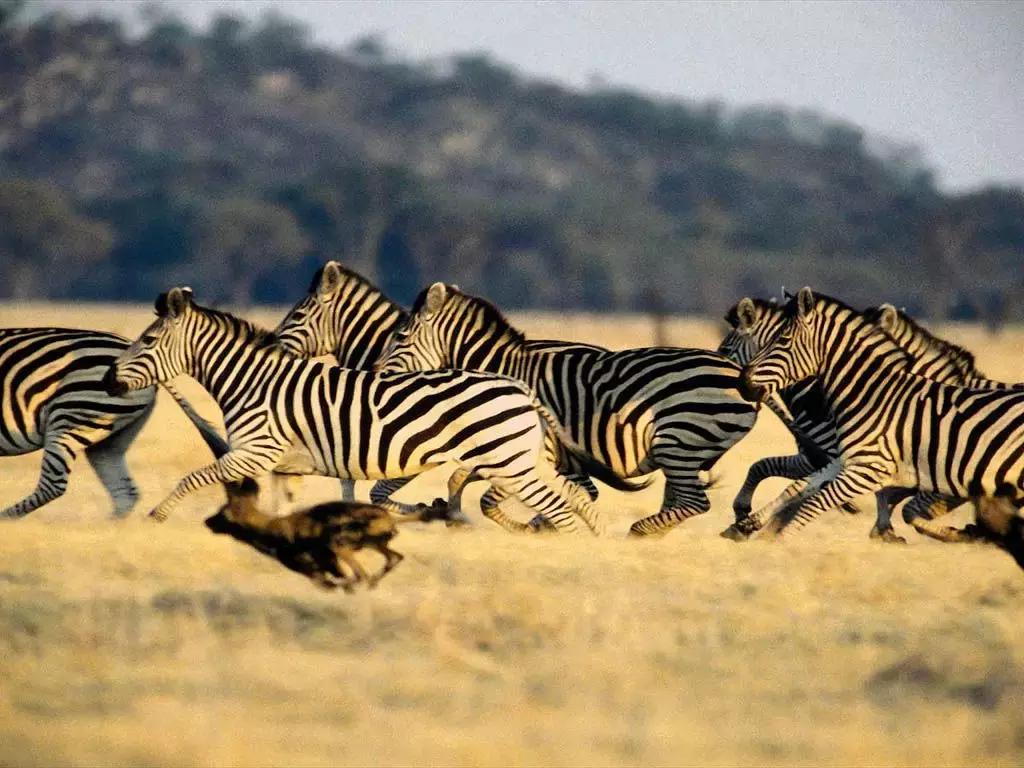 角马和斑马大迁徙,动物世界东非角马大迁徙完整视频