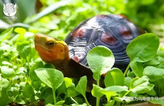黄缘闭壳龟全集,黄缘闭壳龟和黄缘盒龟