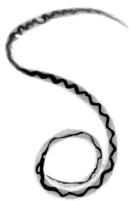 广州近期出现的变异蜗牛,深圳雨后巨型蜗牛