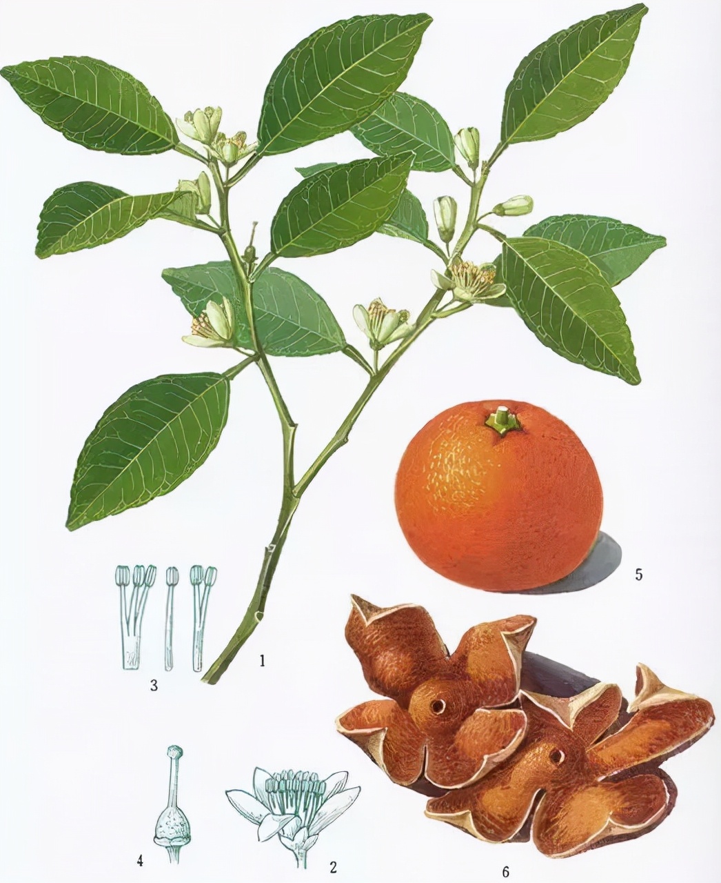 胃气上逆喉咙有异物感有白痰,胃里有痰头晕恶心的解决办法