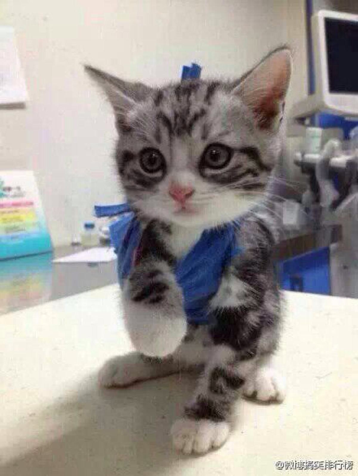 猫咪四肢有点瘸,猫咪四肢突然发直然后软