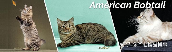 有哪些好看的家养猫,最适合家养的猫咪品种不掉毛