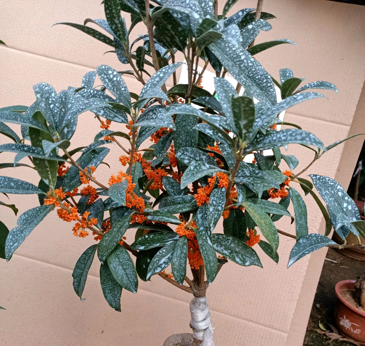 桂花怎样管理开花早,桂花不开花要剪枝吗