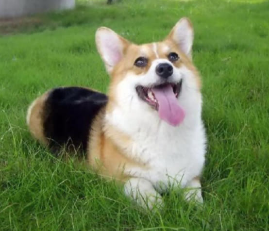 柯基犬要多少钱才能买,十个要点告诉你挑选柯基犬的方法