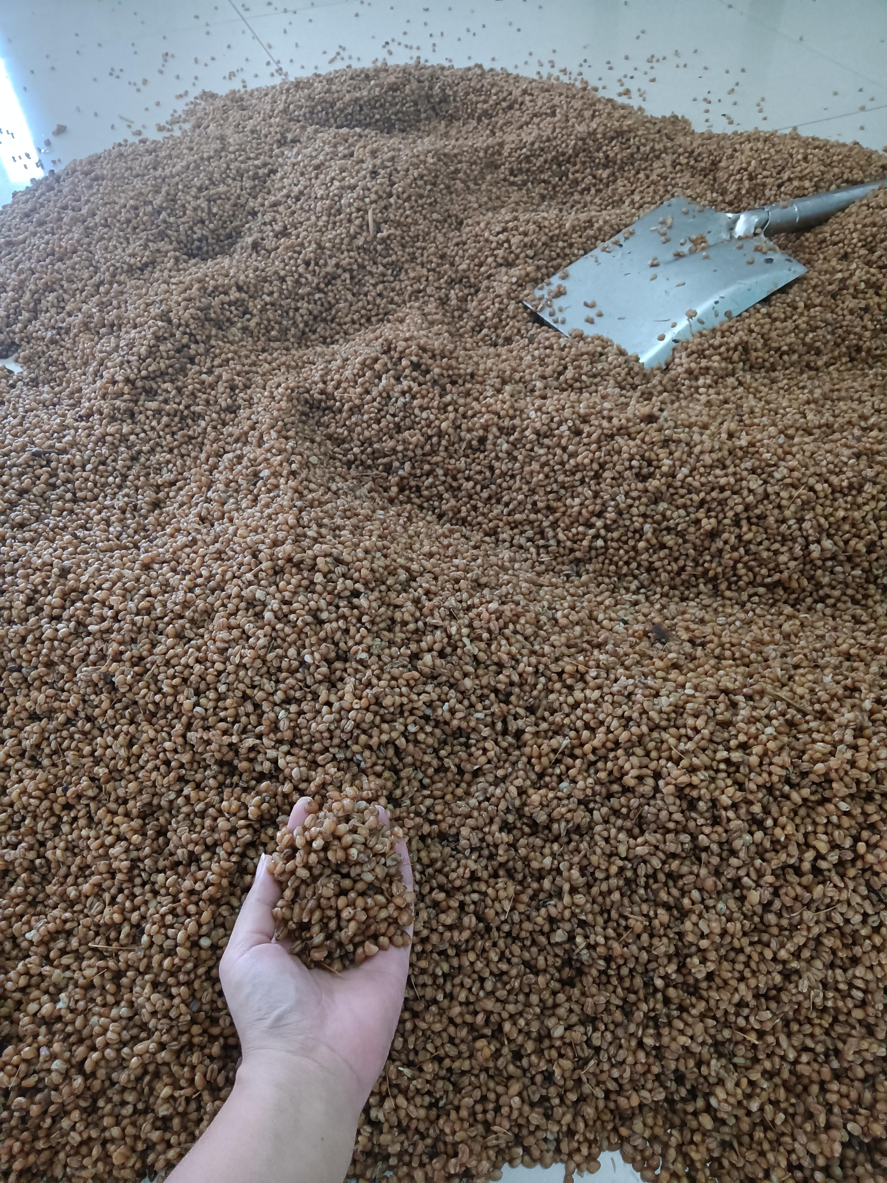 酿酒过程中产生甲醇怎么办呢,酿酒蒸馏过程中产生的废气