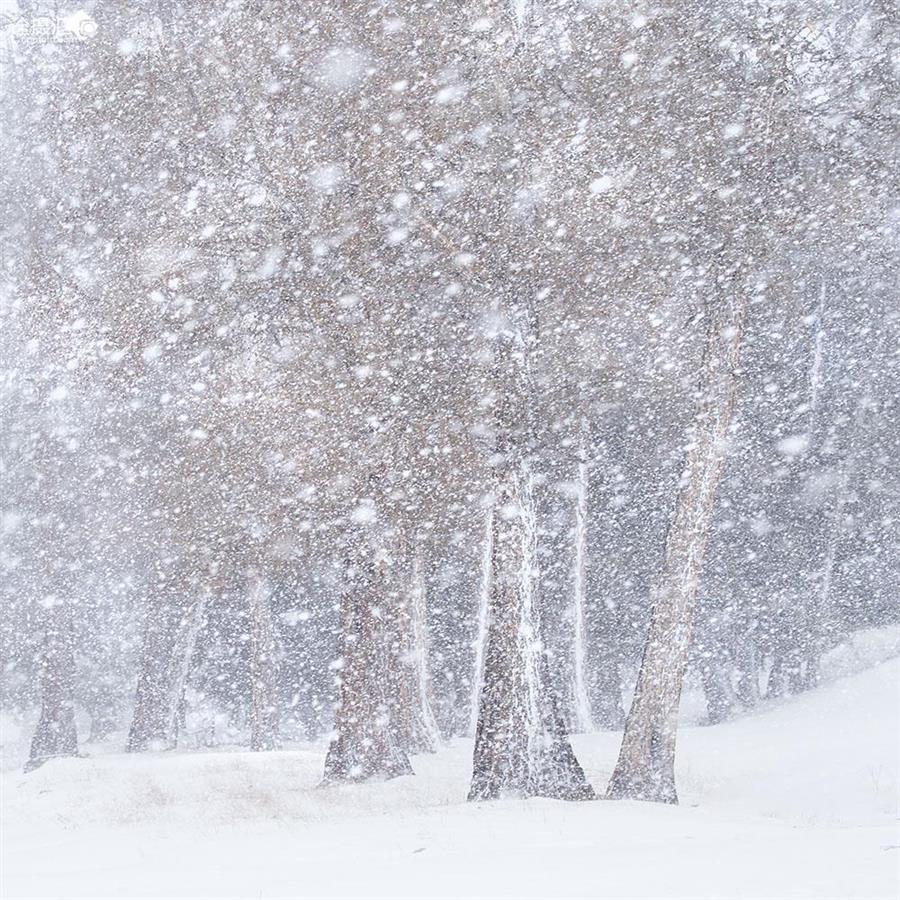 天地雷公怒震蝙蝠，才女“人面猴心”感染“猫骑月”！