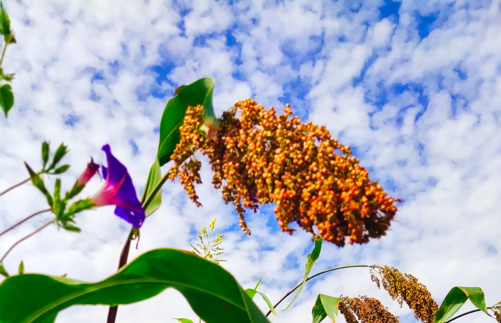 陕州区张茅乡：5000亩高粱红了,好似无际飘来的晚霞