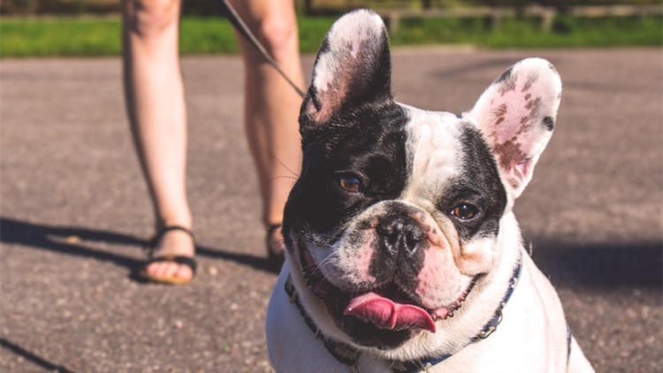 宠物狗狗不能吃哪些食物,喂养狗狗的禁忌食物