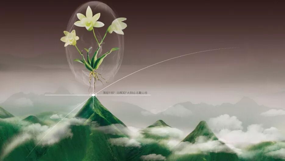 怎么样选好的石斛,什么品牌的石斛最好