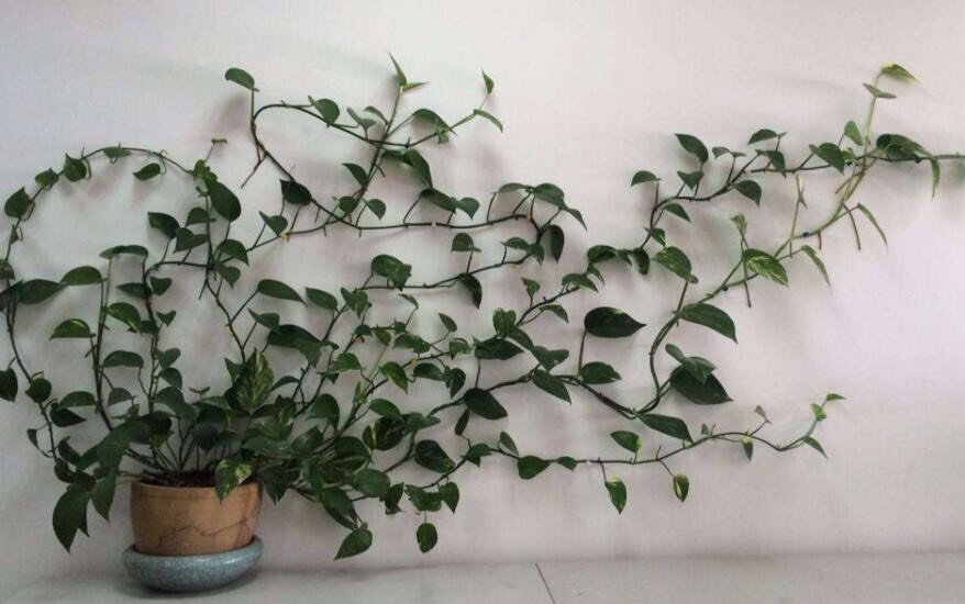 绿萝怎么浇水施肥更旺,怎么给绿萝浇水长得快