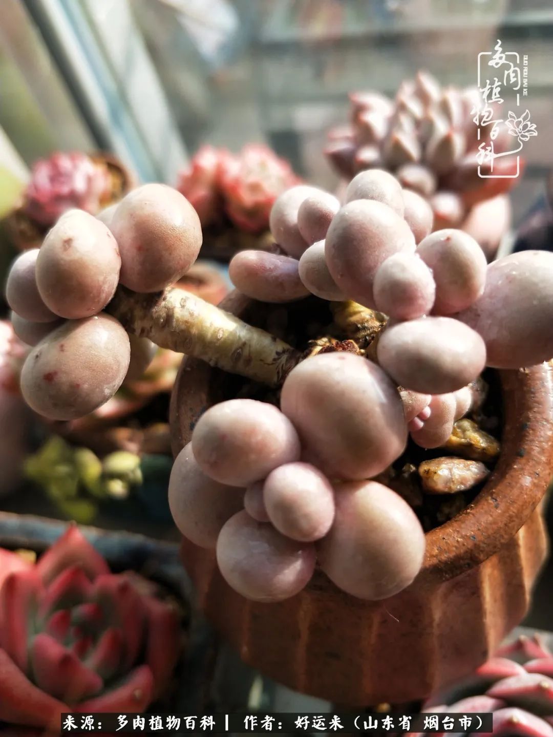 这世上怎么会有那么可爱的小可爱,这世上怎么有这么可爱的小生物