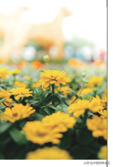 关注女性盆底功能障碍——盆底肌的锻炼