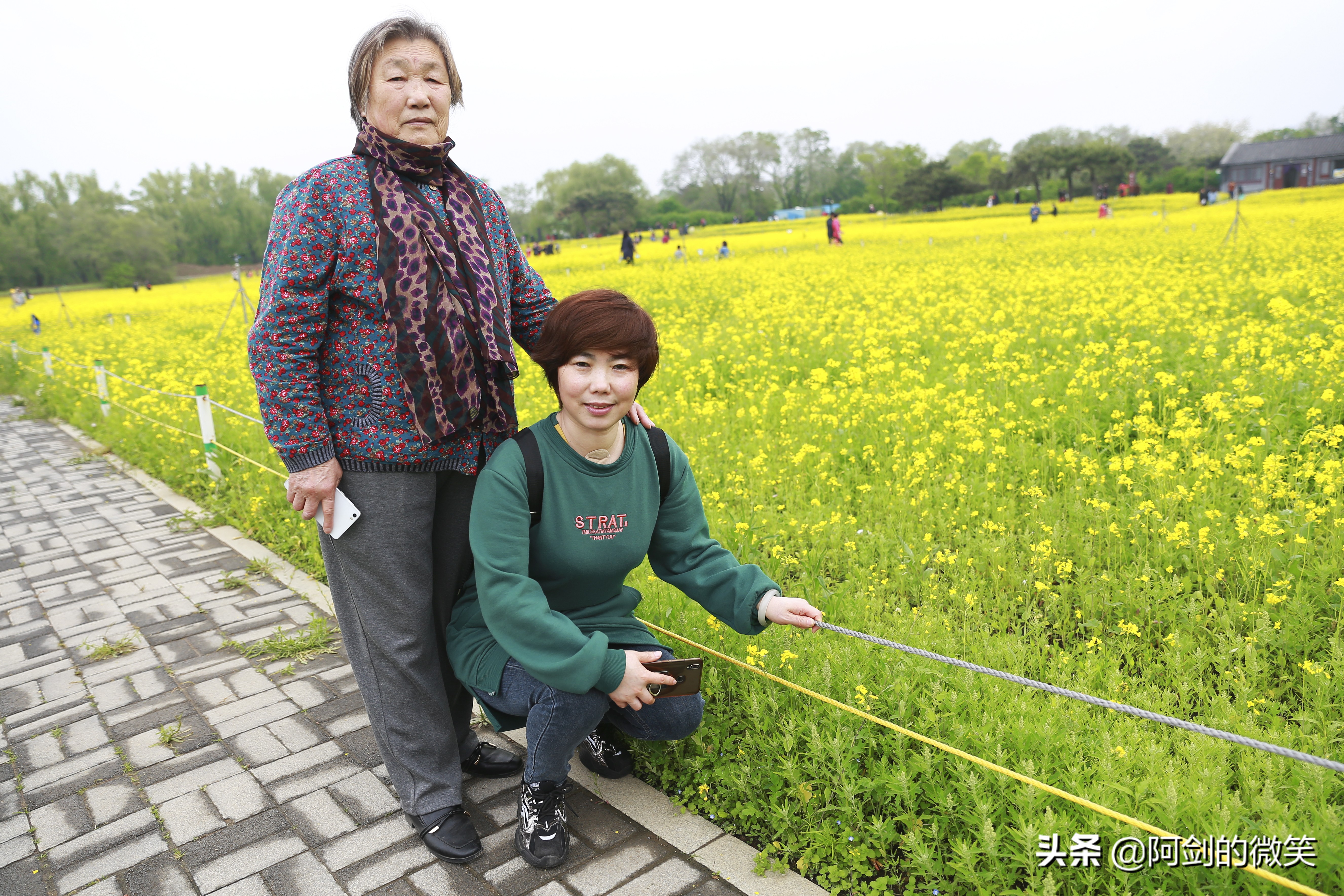 沈阳十一假期哪里有花海,沈阳玫瑰小镇温泉花海两日游