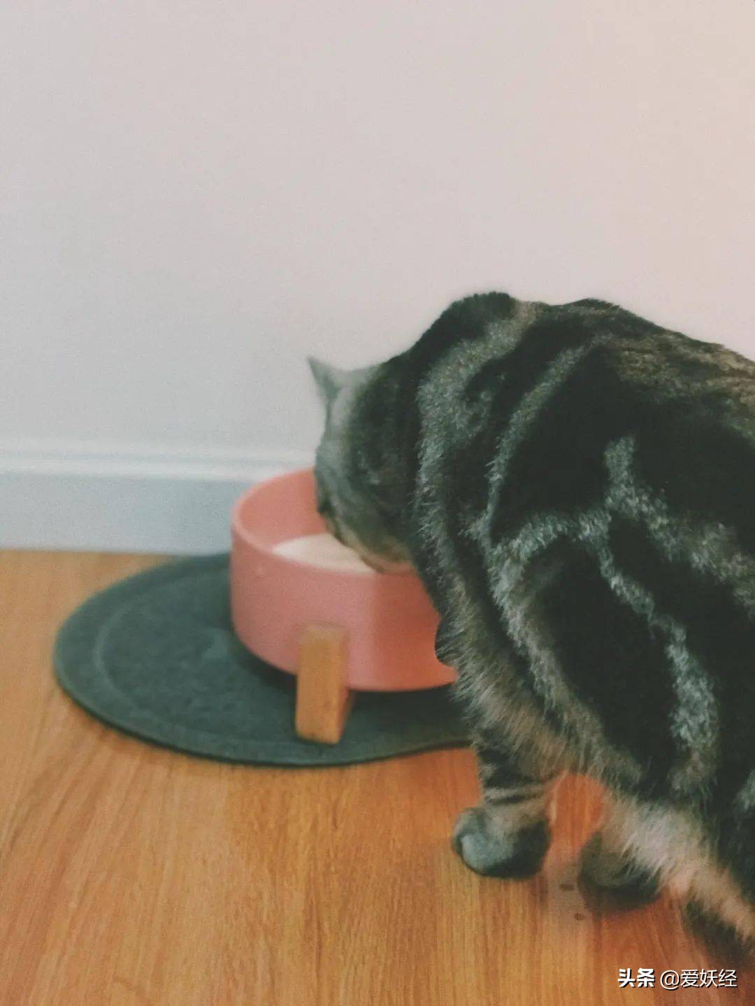 reddog红狗羊奶粉测评,红狗狗狗羊奶粉测评