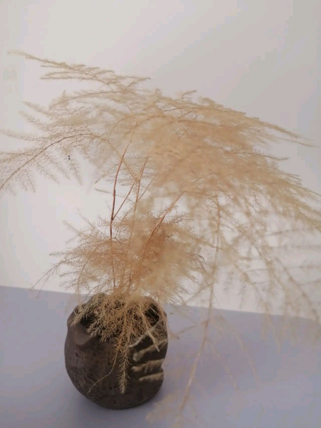 22种花耐旱耐热,天冷种花要注意什么