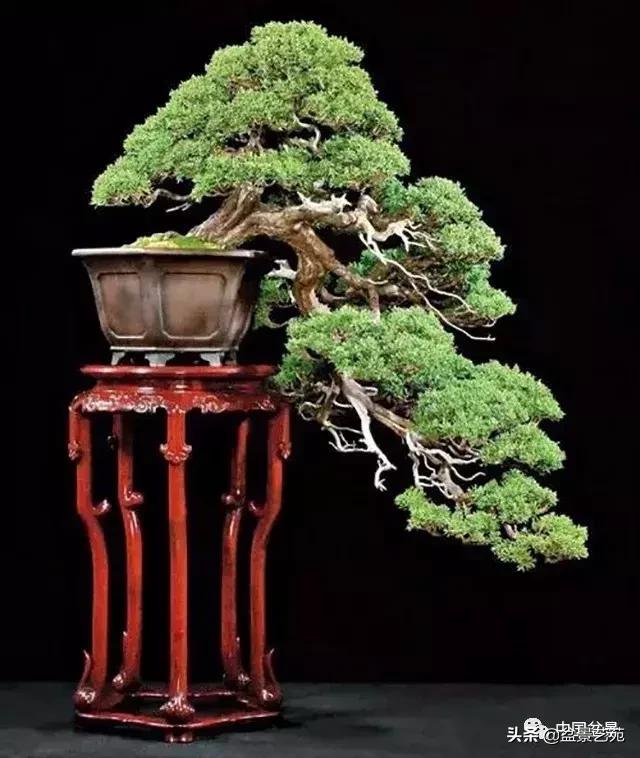 回旋飘枝盆景,带飘枝的室外盆景