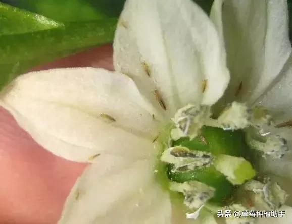 蓟马草莓花期怎么治疗最好,治草莓蓟马最好的土方法