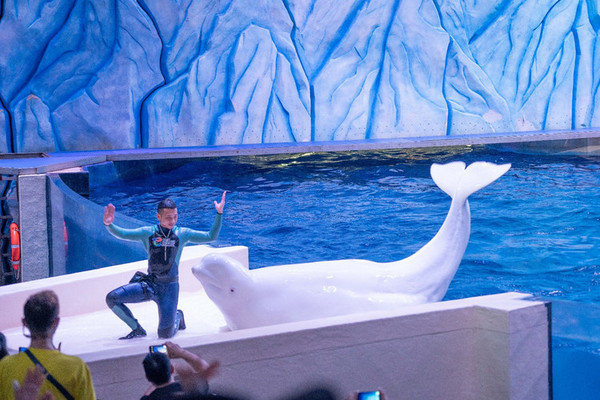 珠海长隆旅游攻略一天自由行,珠海长隆旅游攻略三天自由行