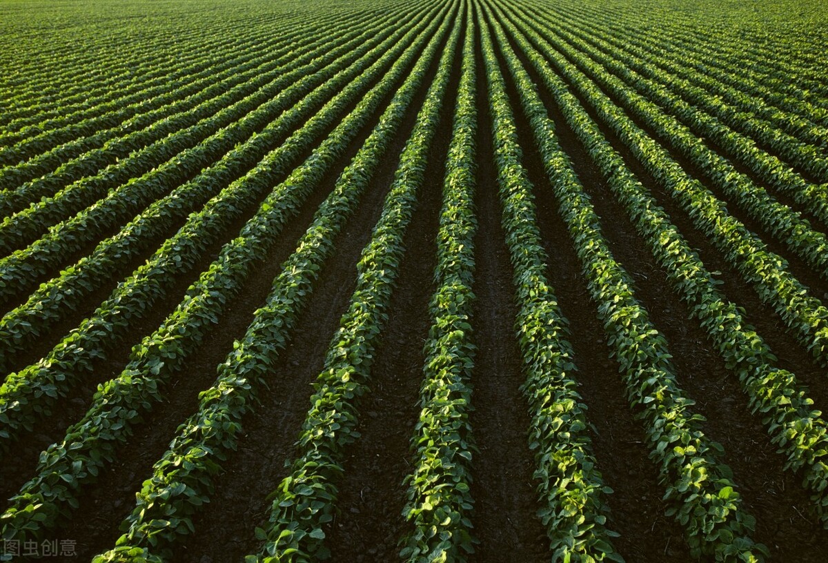 中国购买美国大豆最新,3月进口美国大豆