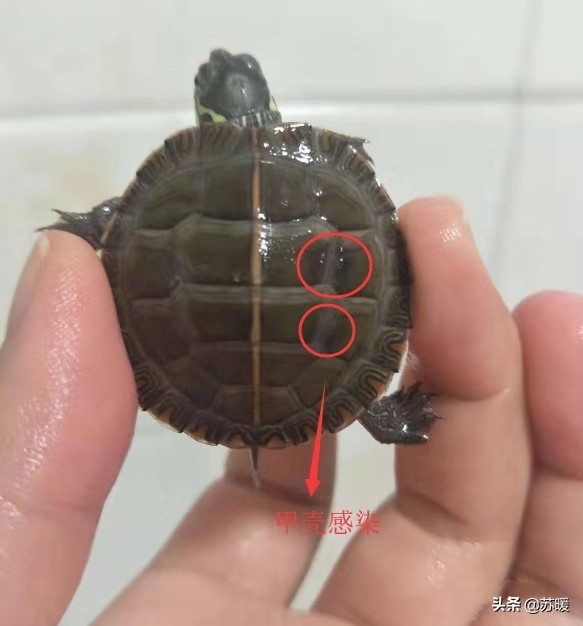 龟腐皮腐甲怎么预防,深水龟腐甲治疗