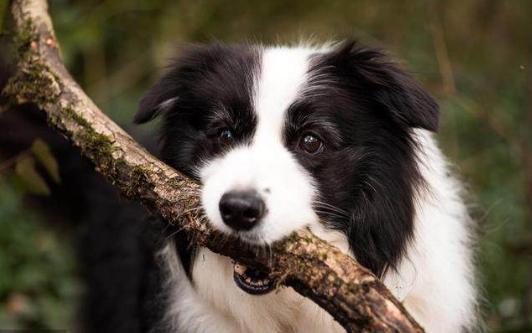 边牧口气臭要怎么办,边牧口臭