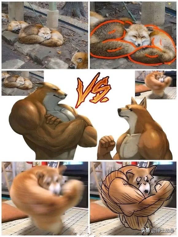 肌肉三巨头柴犬,肌肉动物三巨头图片