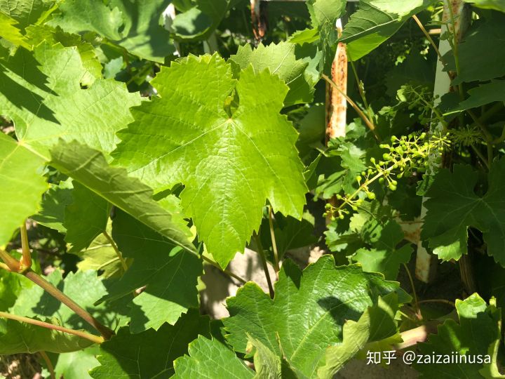 美国现在真实社会现状,美国社会真实的现状