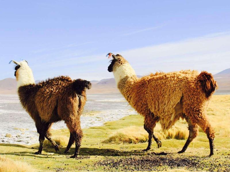 去动物园羊驼不能做的事情,动物园羊驼吐口水