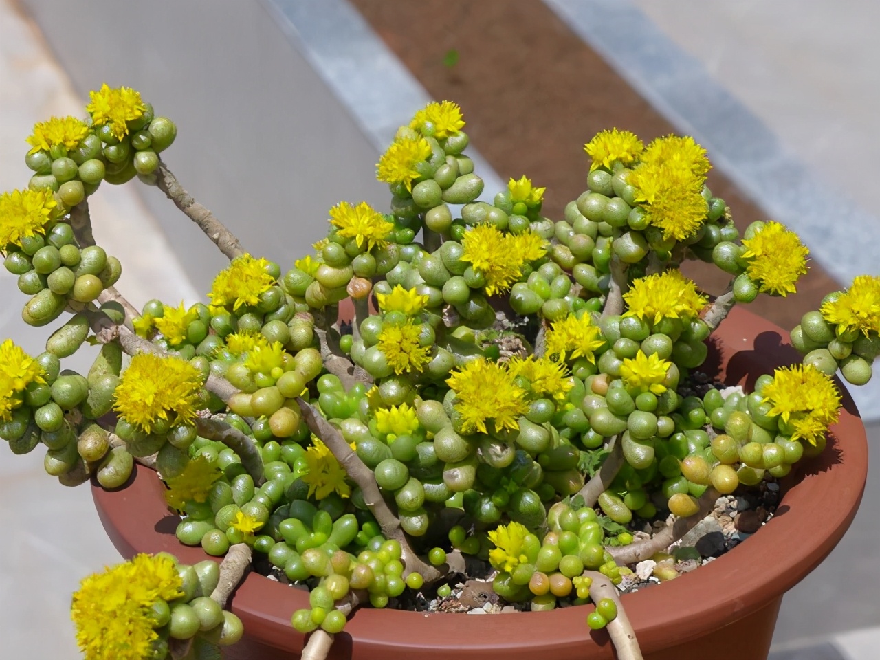 阳台养花盆底漏水怎么办,缺口盆种多肉如何防止漏土