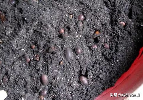 湘潭土元养殖技术,土元养殖技术在哪里学比较靠谱