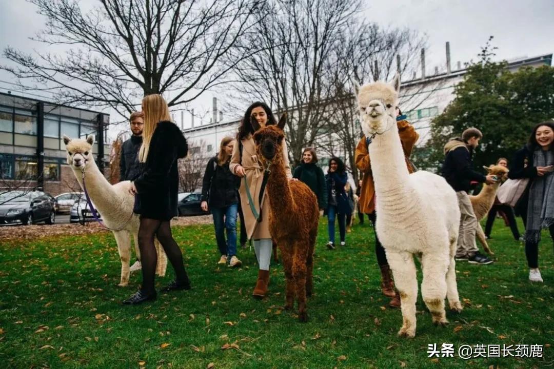 羊驼治愈案例,动物治愈焦虑