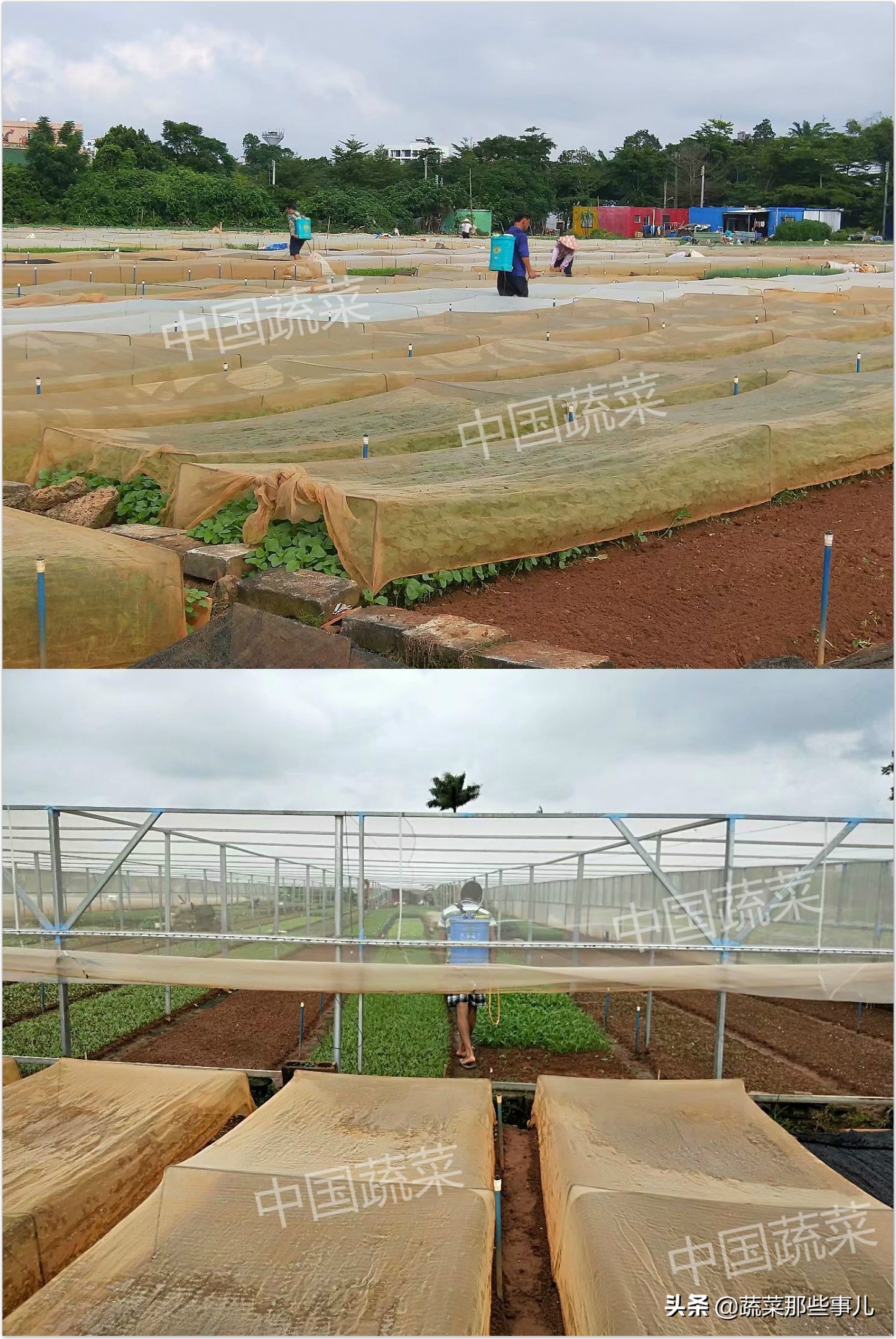 喷洒蔬菜害虫用什么农药,夏季叶菜常发生的虫害