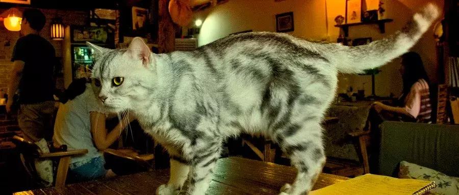 猫咖越来越受欢迎的原因,为什么年轻人喜欢去猫咖