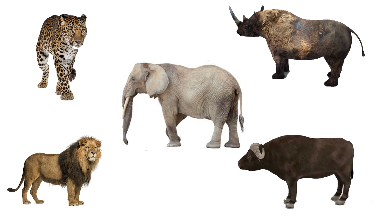 非洲野生动物中的五霸,实力应该如何排序?