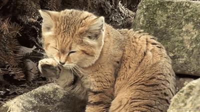 官方辟谣猫和老鼠,猫咪对人的友好表现是什么