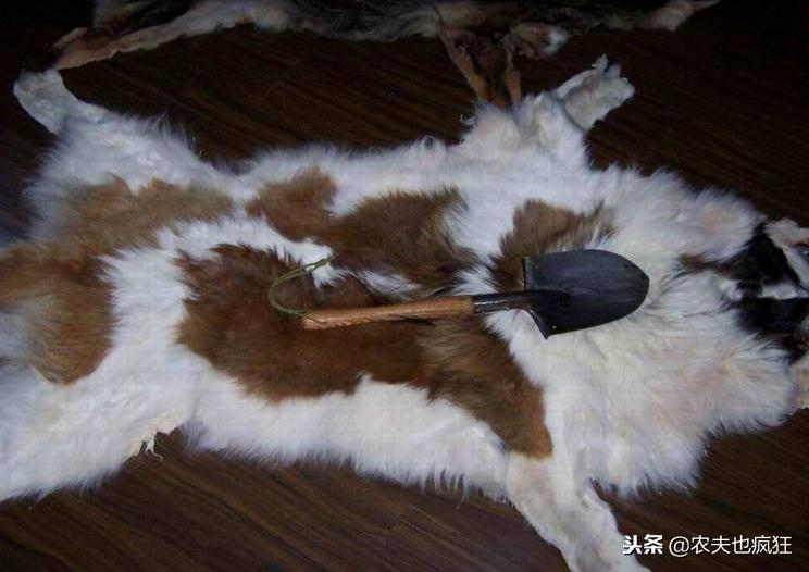 在农村，为什么以前有人常把动物皮钉在墙上？有什么讲究？