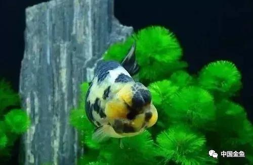 喂鱼算是养鱼最大的乐趣吗,养鱼的乐趣就是每天喂鱼