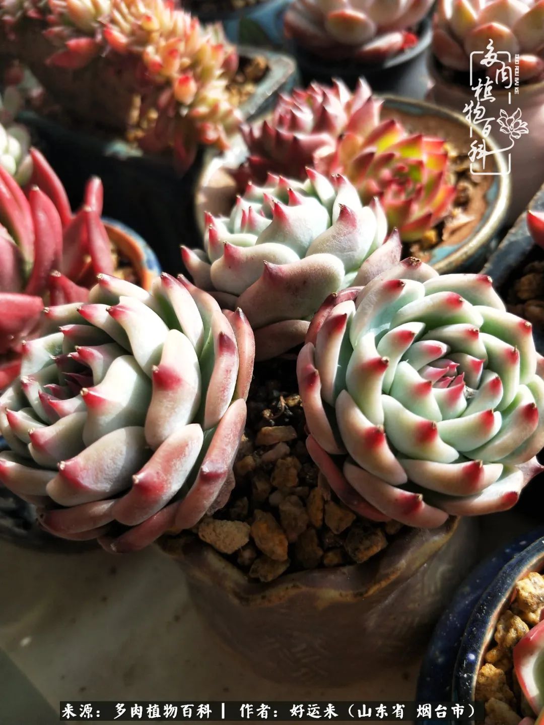 世上怎么会有这么可爱的生物,这世上怎么会有那么可爱的小可爱