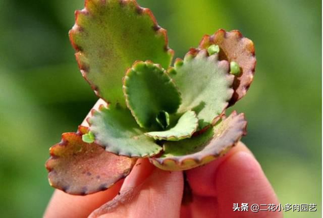 365种·常见花卉图谱，观果和多肉植物收藏篇