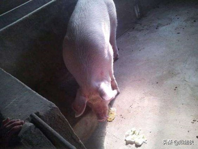 后备母猪不吃食耳朵发紫,有好几头母猪呕吐血是什么原因