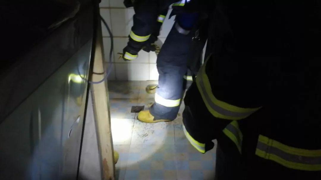 江西有60多种蛇，12种剧毒蛇，小心它们！