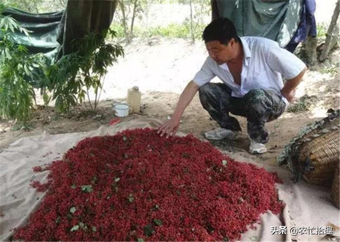 去年砍掉核桃树改种，如今却遇大跌价，这果子怎么了？