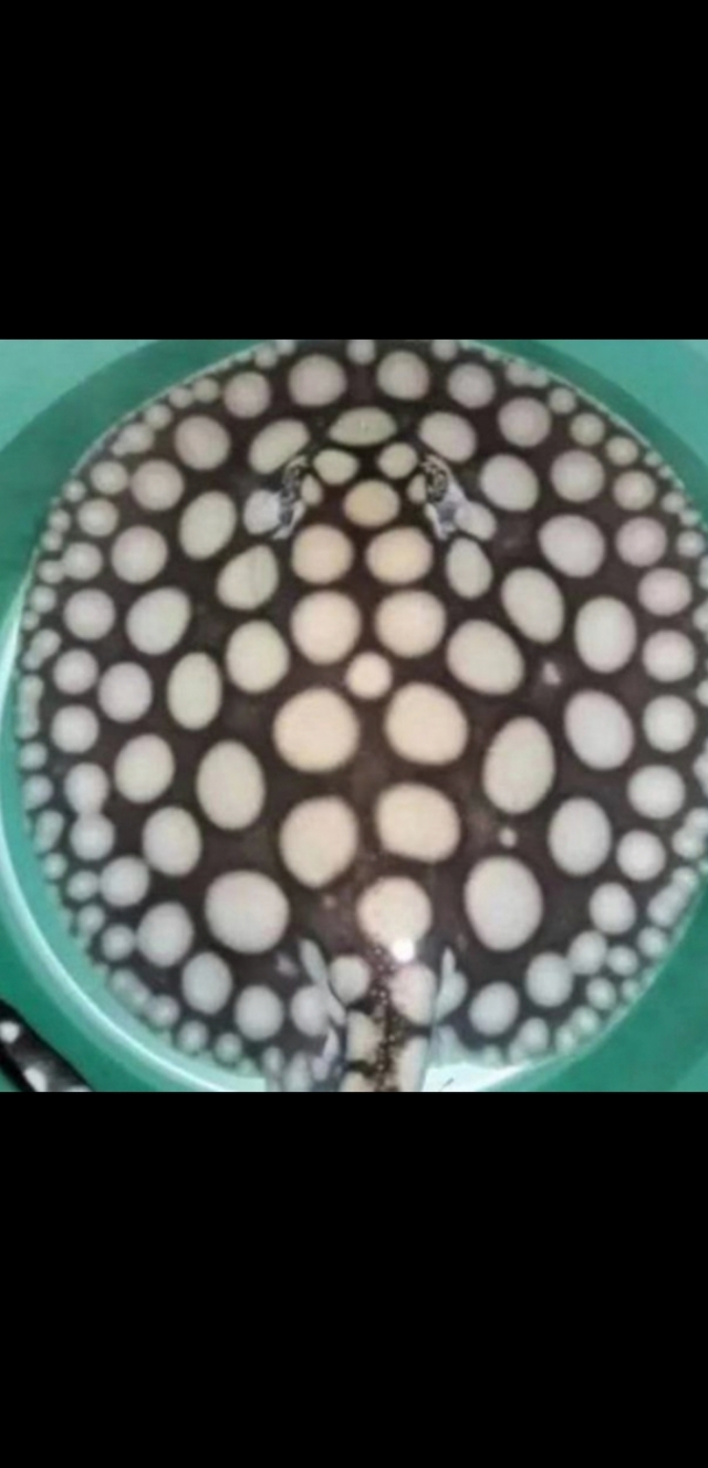 纯血皇冠繁殖技术,纯血皇冠黑白