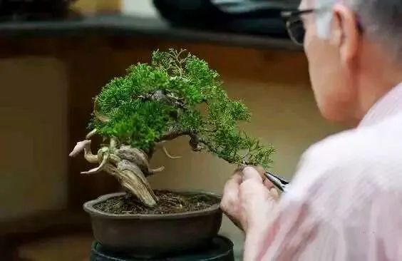 盆景地柏叶片怎么造型,造型盆景怎么养护